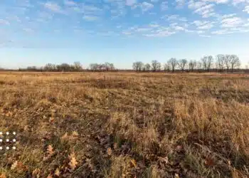 Осінне поле на Київщині з сухою рослинністю та голими деревами на горизонті під ясним небом