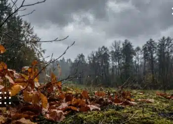 Осінній ліс на Київщині з опалим листям та мохом на землі в похмурий дощовий день