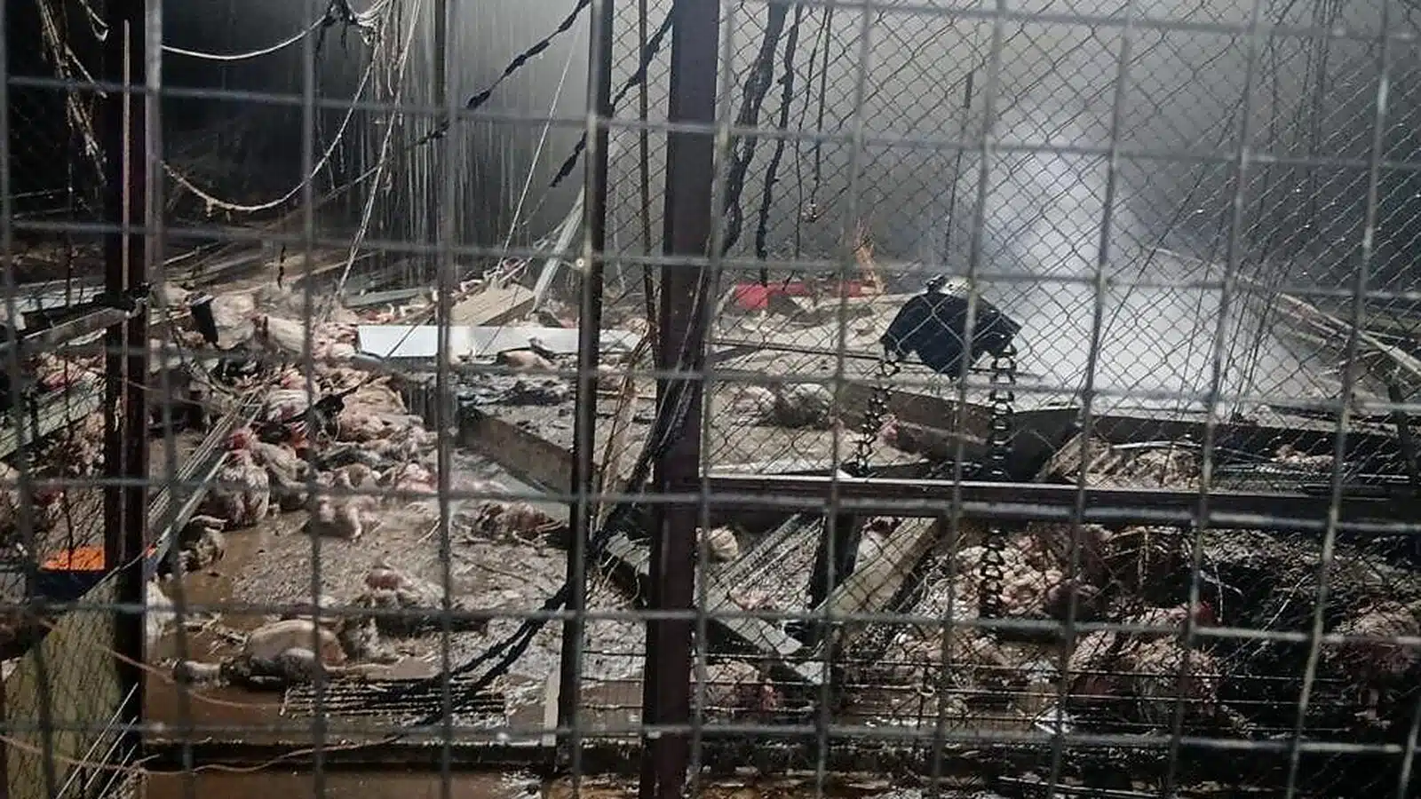 Внаслідок атаки у Бориспільському районі горіла птахофабрика, врятували 15 тисяч птахів